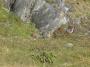thumbs/cornogries21.jpg